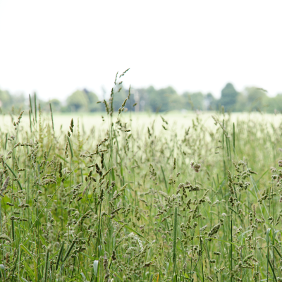 Field 1, par Xavier E. G. Dierick